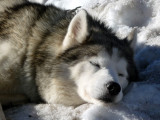 Snooze for a sled-dog