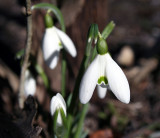 Snowdrops