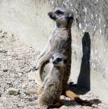 Compare the Meercats