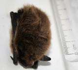 pipistrelle