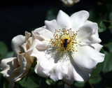 Rose and friend