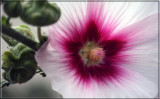 hollyhox