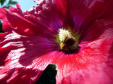 Bee in shocking pink