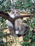 Olive Oil
