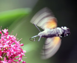 Hummingbird Hawkmoth 4