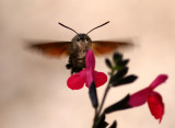 Hummingbird Hawkmoth 3