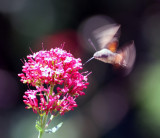 Hummingbird Hawkmoth 2