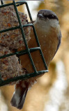 Nuthatch - through the double glazing