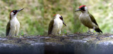green woodpecker ~ male