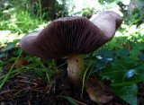 shroom