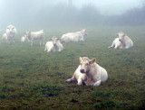 # 17 ~ Mooing in the Mist