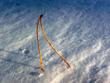 pine needles in the snow