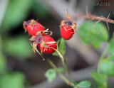 Rose Hip Haiku #1