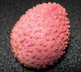 lychee