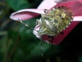 shield bug 2