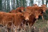 Limousins