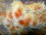 more Mould