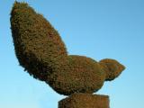 T for Topiary