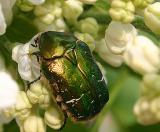 Cetonia Aurata - Rose chafer beetle