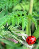 ladybird