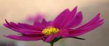 Challenge ~ shallow dof ~ Cosmos