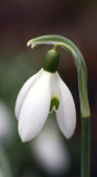 snowdrop