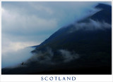 Highland Hawk