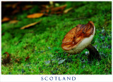 Giant Fungi