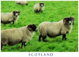 Sheepscape I
