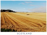 ...... and Grains so Yellow