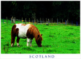 Pony