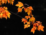 Bailey Arboretum