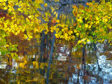 Bailey Arboretum