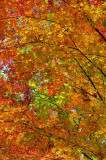 Bailey Arboretum
