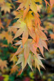 Bailey Arboretum