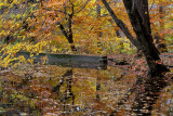 Bailey Arboretum