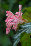 Planting Fields Arboretum