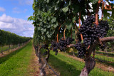 Pellegrini Vineyards, Cutchogue
