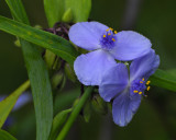 Bailey Arboretum