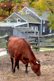 Old Bethpage Village Restoration