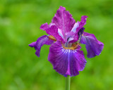 New York Botanical Garden