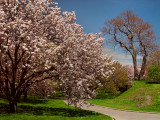 Flowering Cherry Grove - New York Botanical Garden