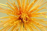 Long Island Chrysanthemum Society