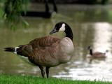 Old Westbury Gardens