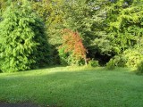 leylandii between road and garage with bins behind