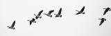 Geese