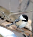 chicadee-005.jpg