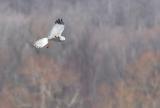 Marsh Hawk
