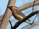 Cedar Waxwing