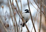 Chickadee